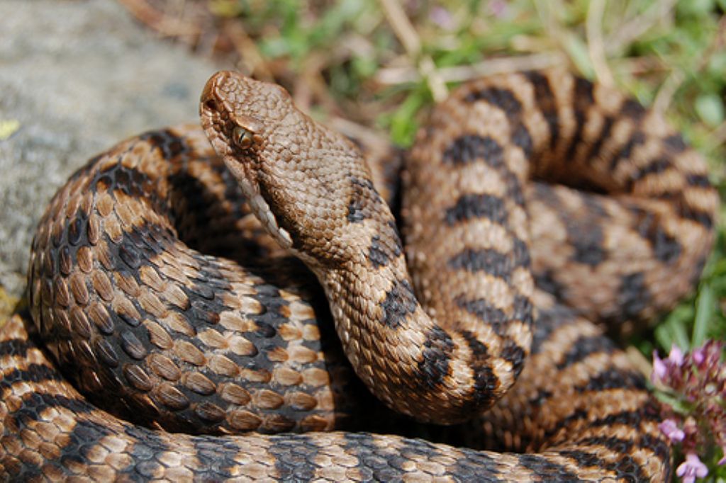 Vipera aspis ma quale? Vipera aspis francisciredi